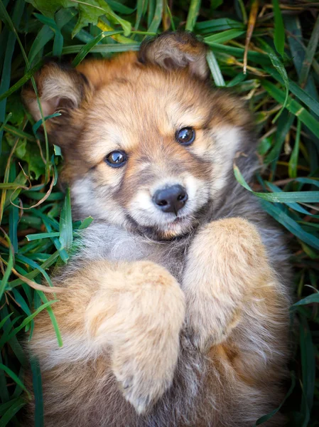 動物犬子犬 — ストック写真