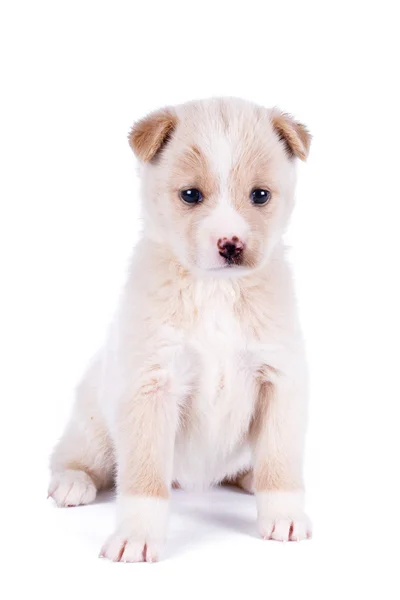 Cucciolo di cane animale — Foto Stock