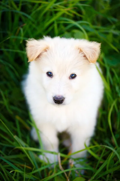 Собака-щенок — стоковое фото
