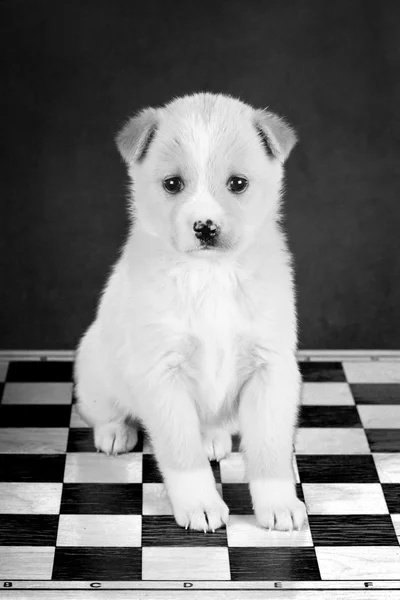 Собака-щенок — стоковое фото