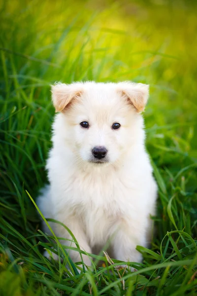 Tierischer Hundewelpe — Stockfoto