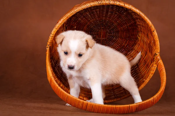 Djur hundvalp — Stockfoto