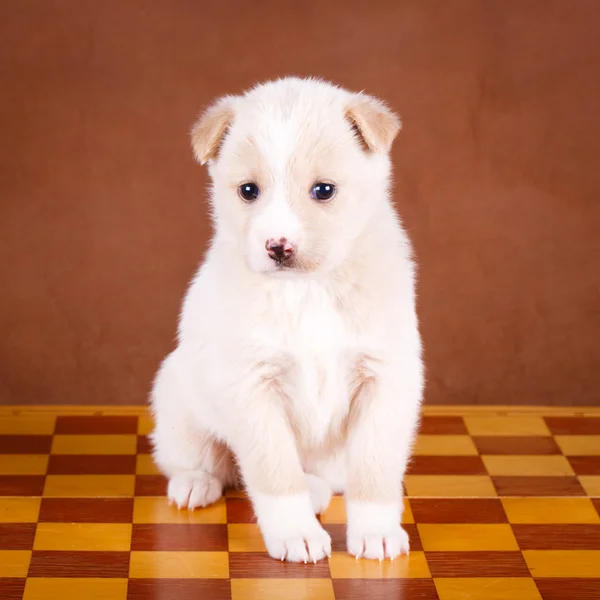 Cachorro perro animal — Foto de Stock