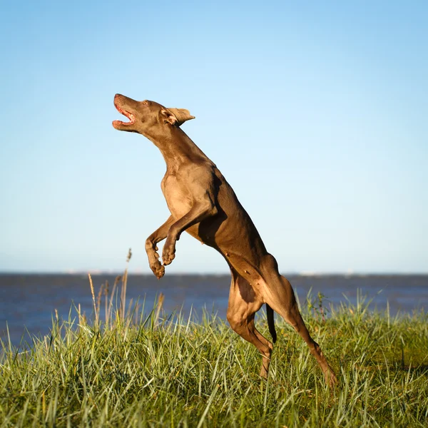 Animal dog on nature — Stock Photo, Image