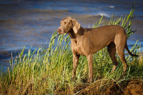 Animal dog on nature — Stock Photo, Image