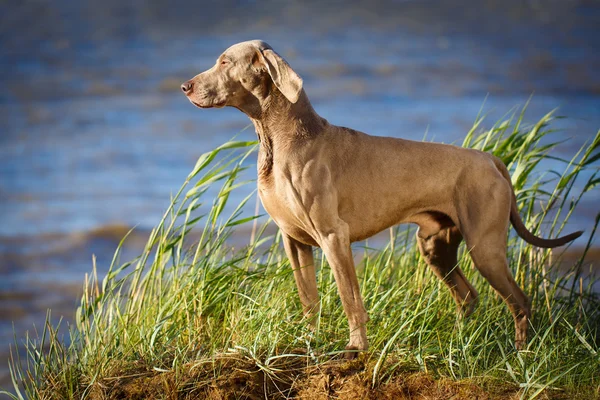 Chien animal sur la nature — Photo