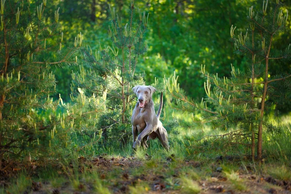 Cane animale sulla natura — Foto Stock