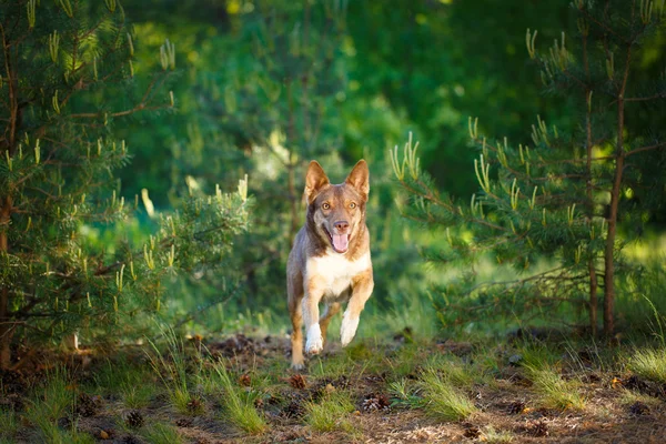 Animal cão na natureza — Fotografia de Stock