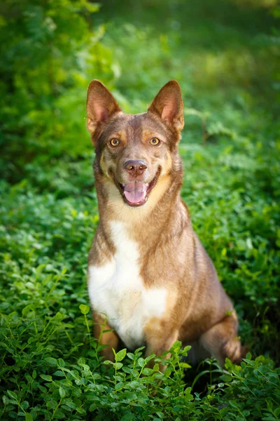 Animal cão na natureza — Fotografia de Stock