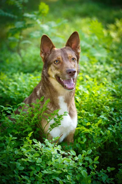 Állati kutya, természet — Stock Fotó