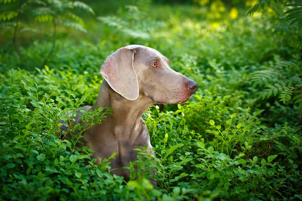 Djur hund på natur — Stockfoto