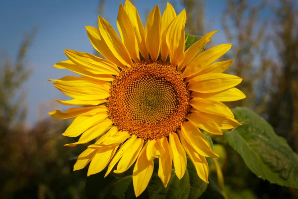 summer yellow flower