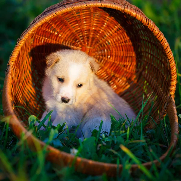 Собака на природе — стоковое фото
