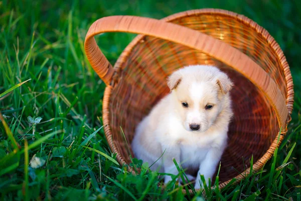 自然の動物犬 — ストック写真