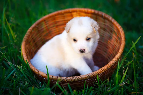 Cane animale sulla natura — Foto Stock