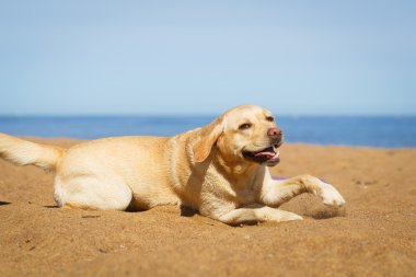 doğa hayvan köpek