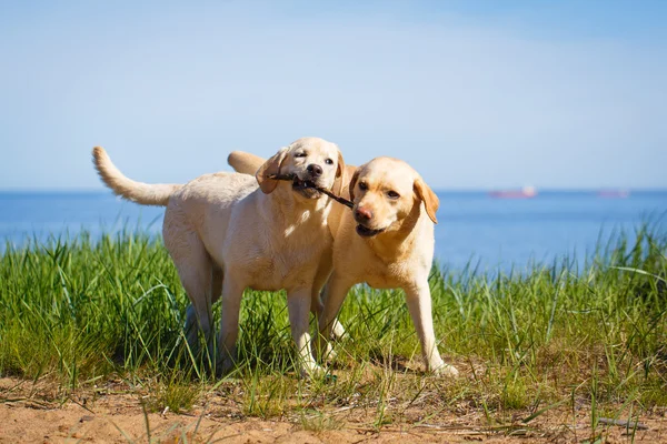 Djur hund på natur — Stockfoto