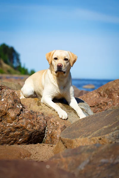 Dog in nature — Stock Photo, Image