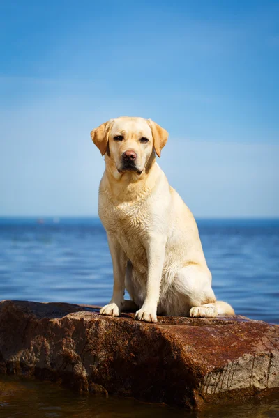 Hond in de natuur — Stockfoto