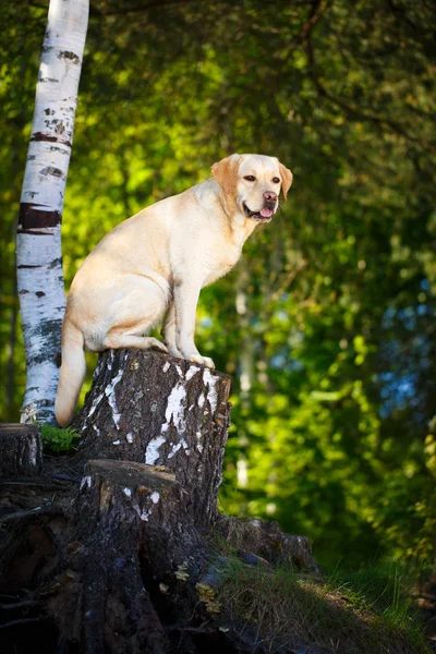 Perro en la naturaleza — Foto de Stock