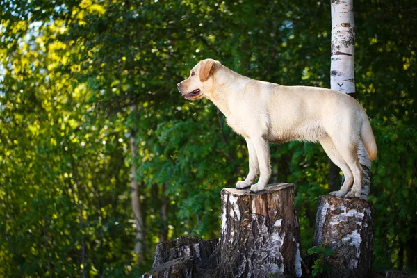 Cão na natureza — Fotografia de Stock