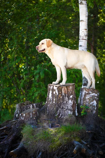 Собака в природе — стоковое фото