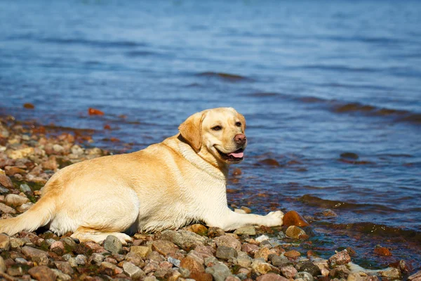 Dog in nature — Stock Photo, Image