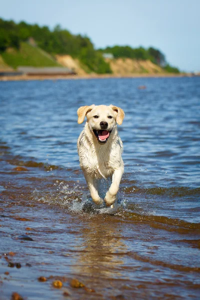 Doğada köpek — Stok fotoğraf