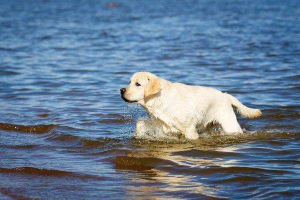 Doğada köpek — Stok fotoğraf