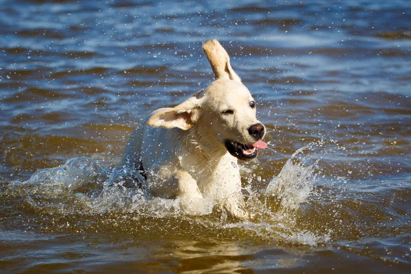 Doğada köpek — Stok fotoğraf