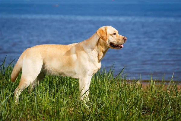 Cão na natureza — Fotografia de Stock