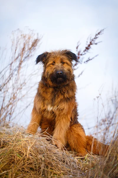 Djurens shag hund — Stockfoto