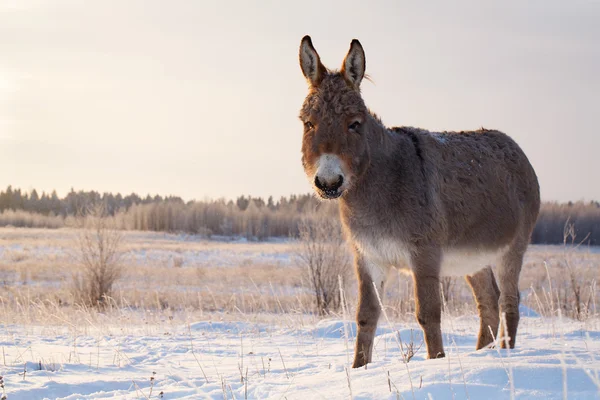 Donkey in nature — Stock Photo, Image