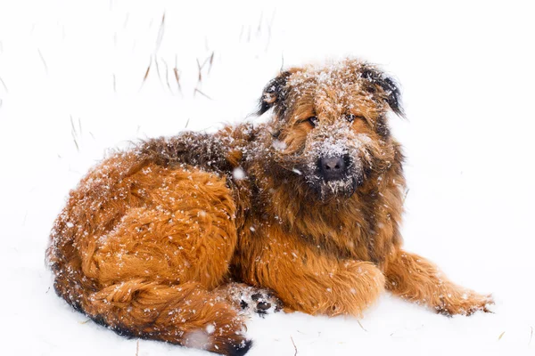 Hayvan tüylü köpek — Stok fotoğraf