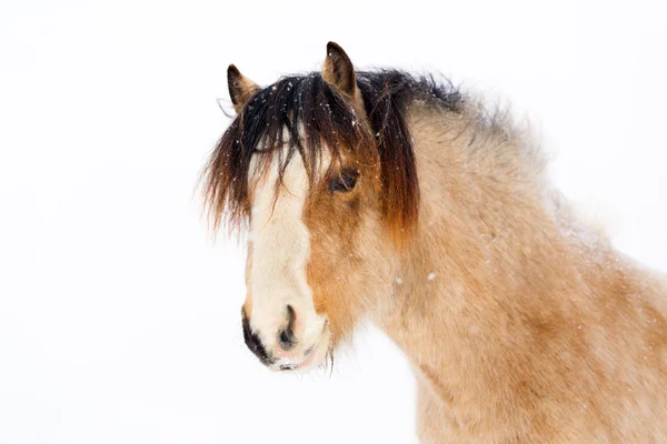 Paard op de winter — Stockfoto