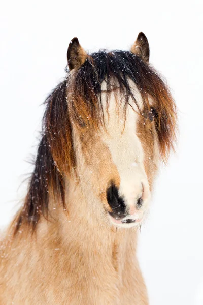 Paard op de winter — Stockfoto