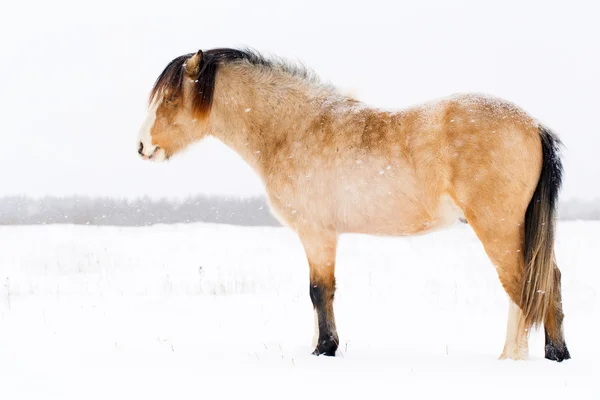 Koně v zimě — Stock fotografie