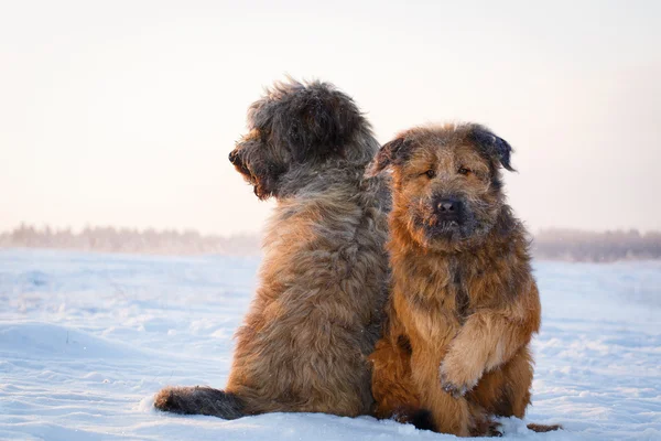 動物のセックス犬 — ストック写真