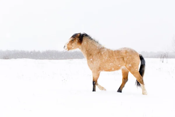 Paard op de winter — Stockfoto