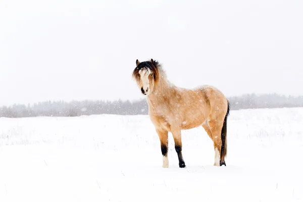 At, kış — Stok fotoğraf