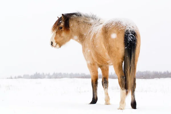 Cheval en hiver — Photo