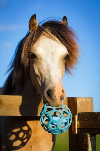 Pferd im Sommer — Stockfoto