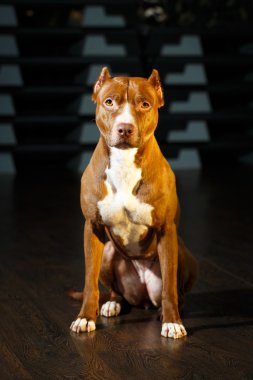 Köpek içinde jimnastik salonu