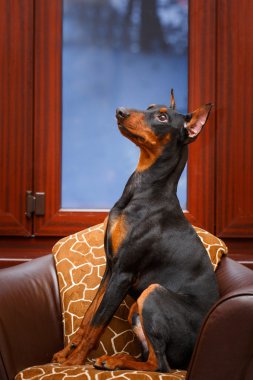 güzel hayvan köpek