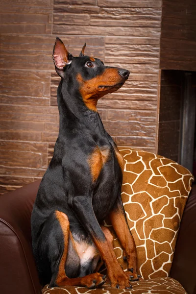 Mooie dierlijke hond — Stockfoto