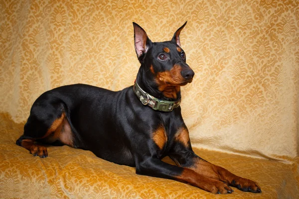 Schöner tierischer Hund — Stockfoto