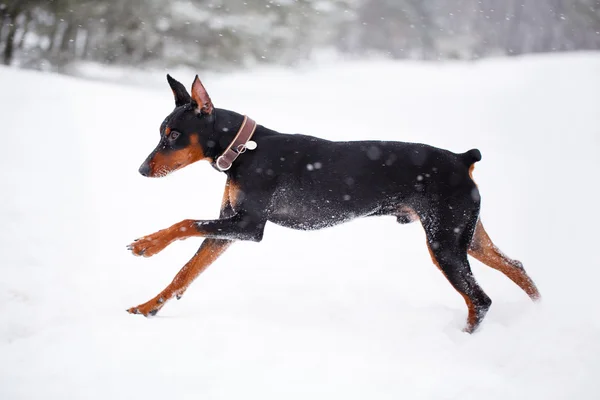 Güzel hayvan köpek — Stok fotoğraf