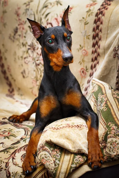 Hermoso perro animal — Foto de Stock