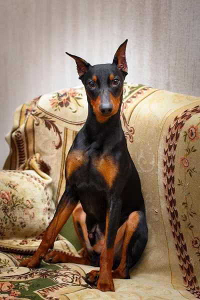 美しい動物犬 — ストック写真