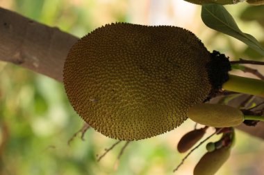 nefesi Tayland meyve